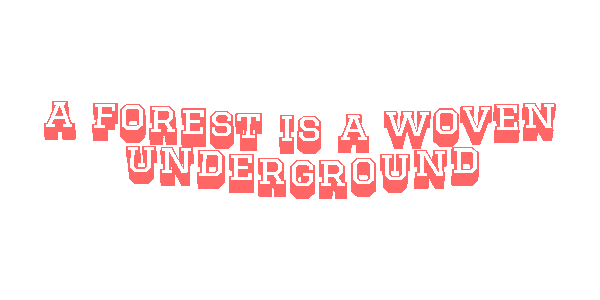 2026-05-01-a-forest-is-a-woven-underground-.gif