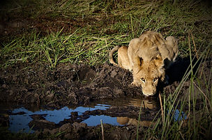 Lion #2.jpg