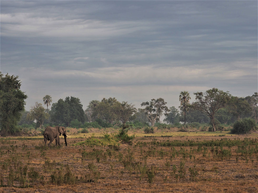 Ele Landscape .jpg