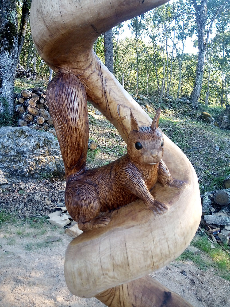 écureil détail