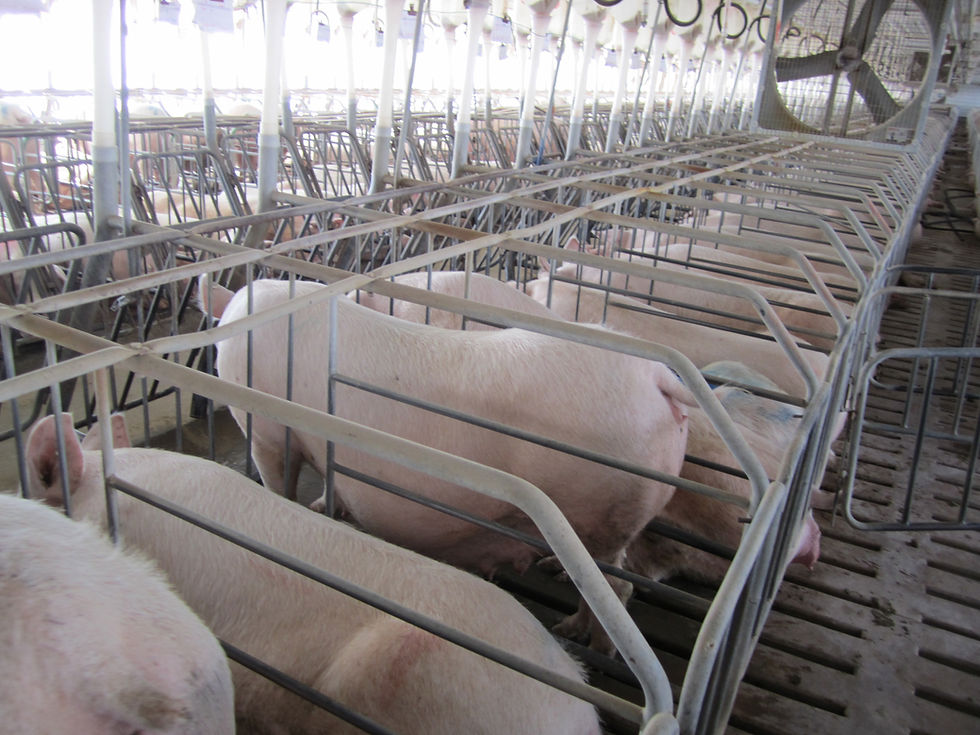 EATS/Save Our Bacon nullifies Prop 12 and doesn't protect pigs in gestation crates.