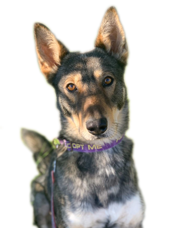 Black brown and white dog