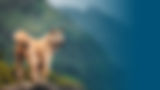 Homepage-Section5-BG-Image.jpg