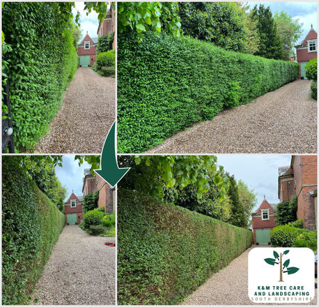 Hedge Trimming Derby Ashbourne