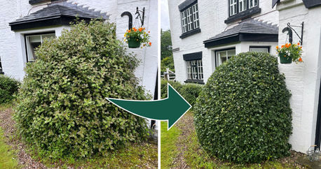 Shrub Trimming Derby Ashbourne