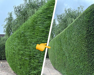 Hedge Trimming Derby Ashbourne
