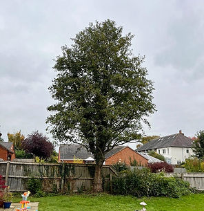 Tree Reduction Derby Ashbourne