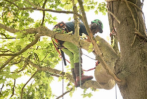 Tree Surgery Derby Ashbourne