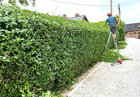 Hedge Trimming Derby Ashbourne