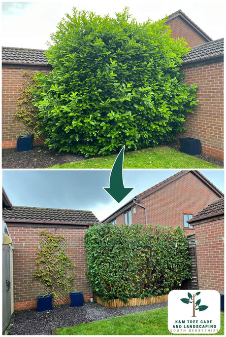Hedge Reduction Derby Ashbourne