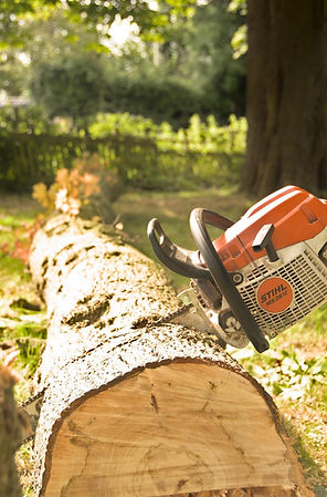 Tree Surgery Derby Ashbourne