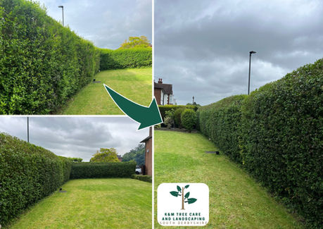 Hedge Trimming Derby Ashbourne