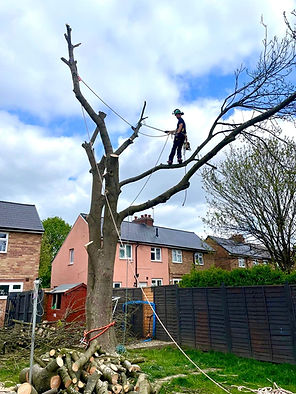 Tree Removal Derby Ashbourne