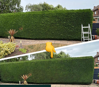 Hedge Trimming Derby Ashbourne