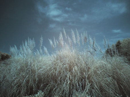 調布神代植物公園