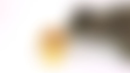 Canned Cat Food vs Dry Cat Food