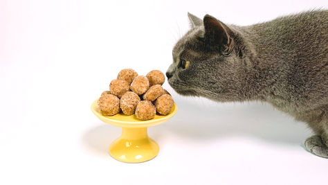 Canned Cat Food vs Dry Cat Food