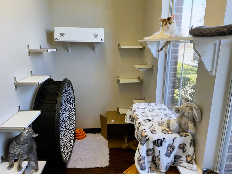 Whiskers Luxury Cat Boarding