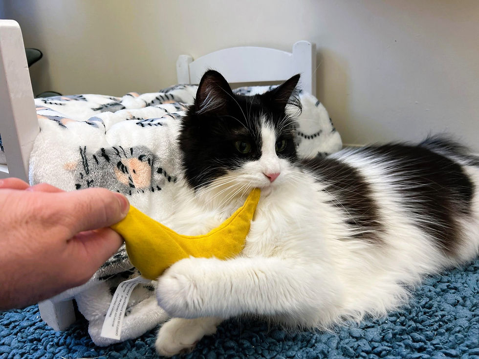 Whiskers Luxury Cat Boarding