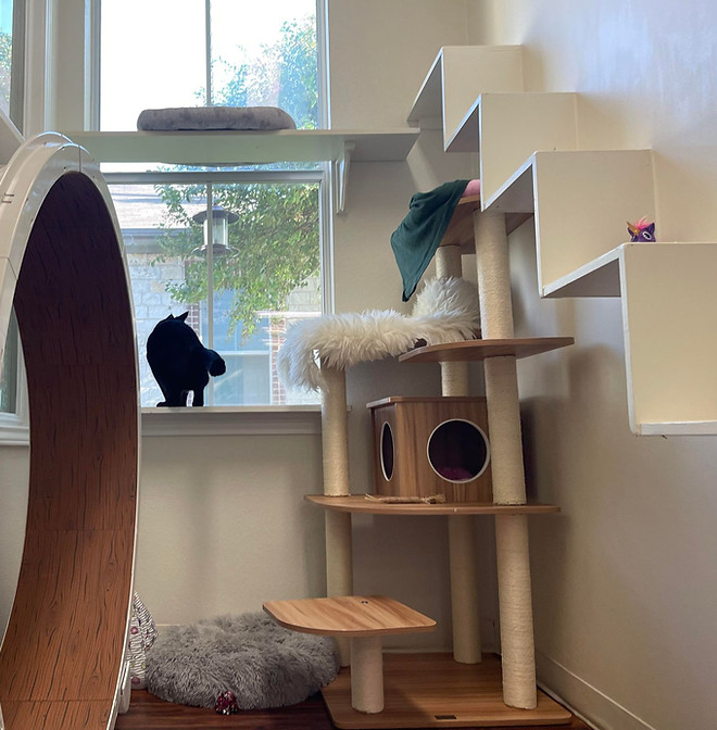 Whiskers Luxury Cat Boarding