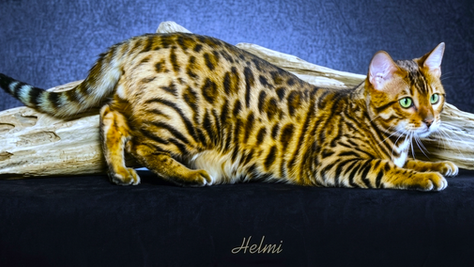 Katznjamr Inkosi Bengal Cat