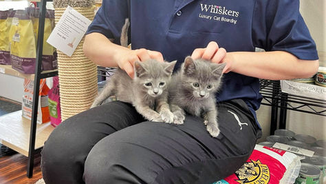 Whiskers Is Fostering Kittens