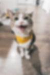 Whiskers Luxury Cat Boarding Guest