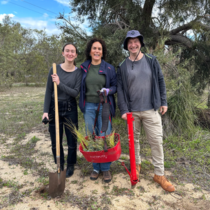 Winter infill planting at the Wheatbelt Biodiversity Carbon Credit Project