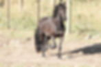 Black Friesian horse trotting freely in a paddock with one front leg up in the air moving towards its herd mates.