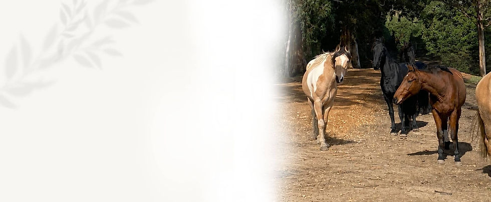 Hoof School online hoof care courses.jpg