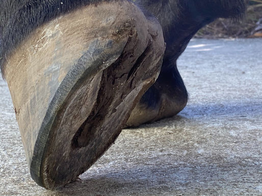 Why a short (weekly!) trim cycle is the gold standard of hoof care?