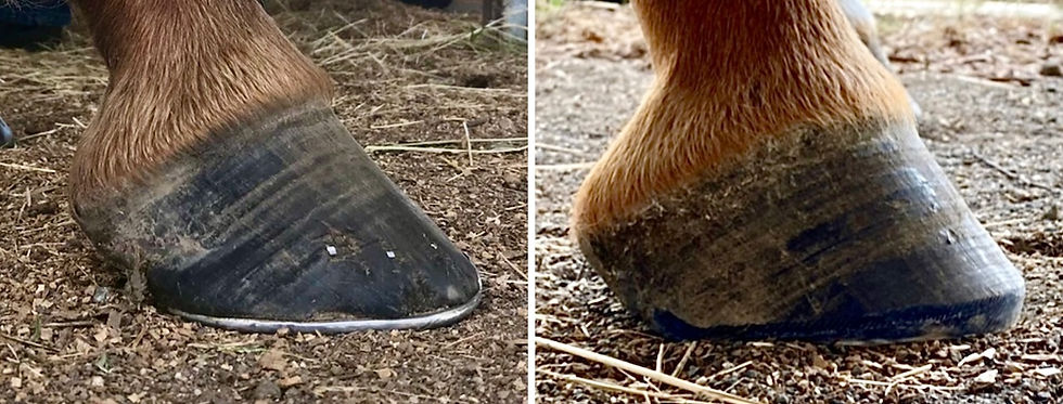 Horse hoof angle improvement from shoes to barefoot hoof NPA