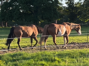 Two horses walking in a track system.