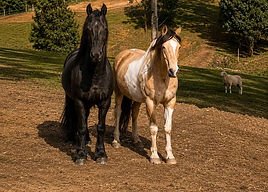 Hoof School online courses.jpeg