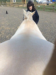 WTT fit guide horse photo 1.jpeg