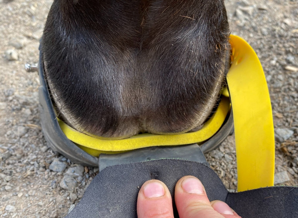 Achieving comfort in foot sore horses