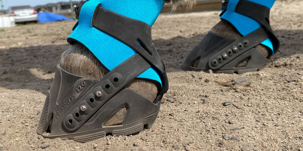 Will Flex Boots fit my horse?