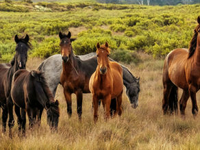Horse management the way nature intended