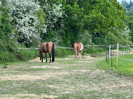 Two horses eating hay on a track system