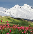 Tulips.jpg