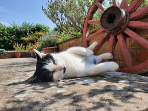 Owlie Meadow Pets Cat Care