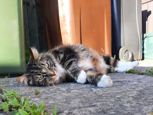 Thursday Meadow Pets Cat Care