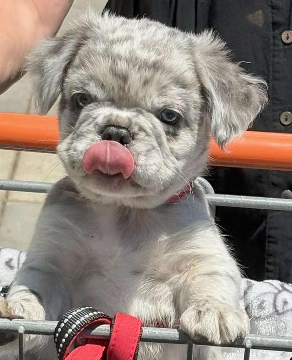 Buster 1
