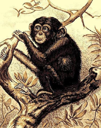 Chimpanzee