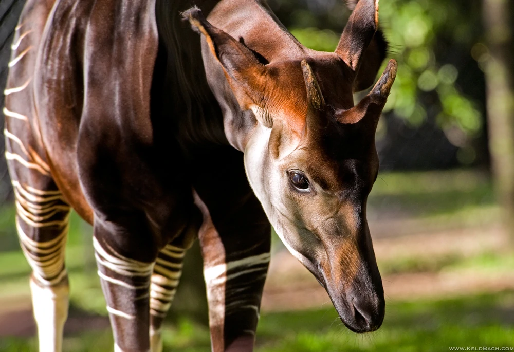 Okapi_4.webp