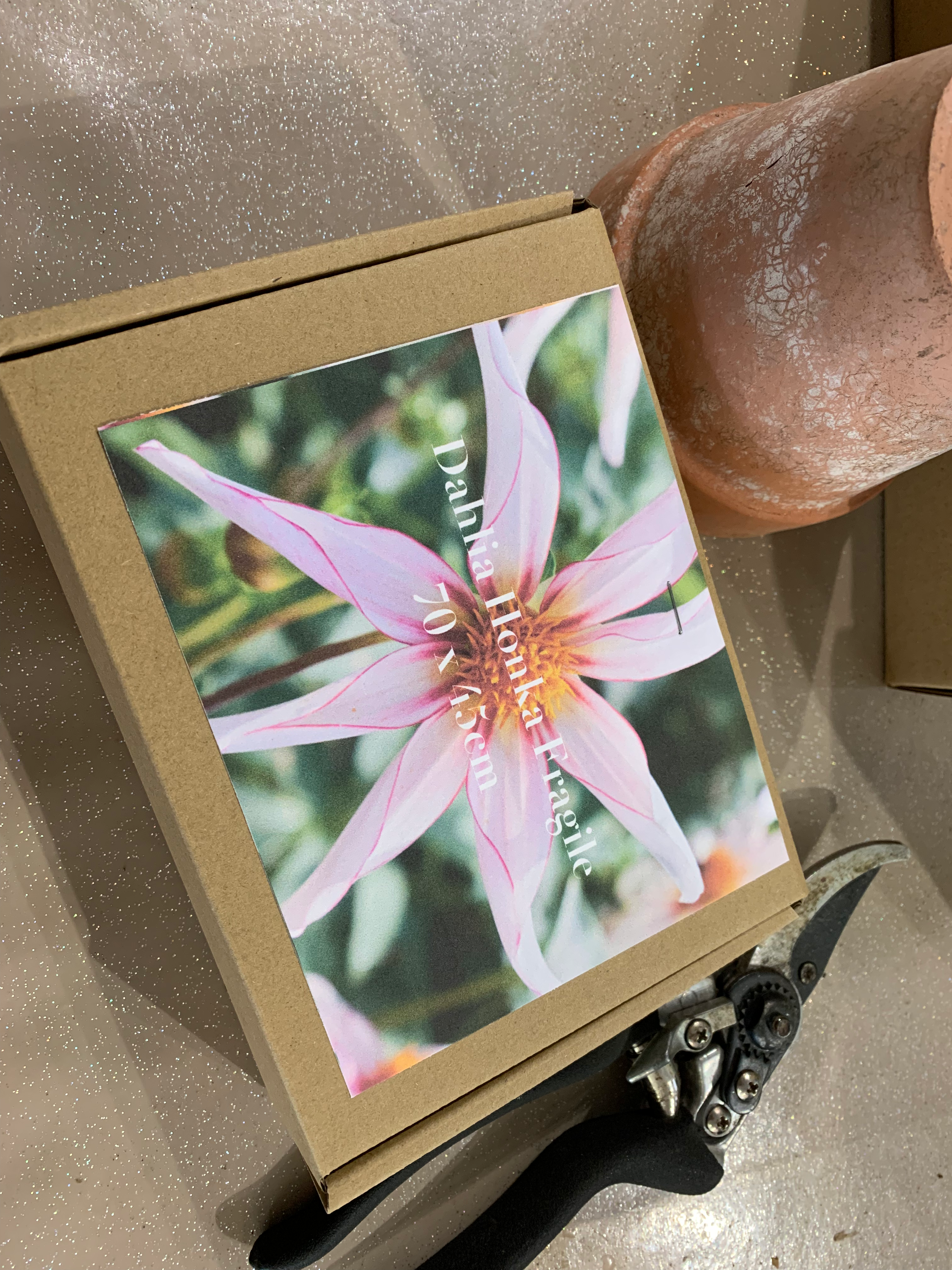 Dahlia Honka Fragile - x1 Tuber