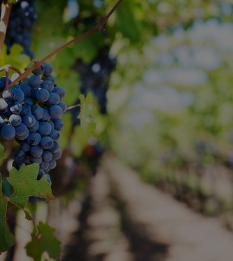 Vineyard_edited.jpg
