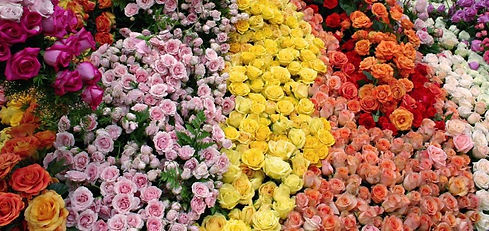 flores .jpeg