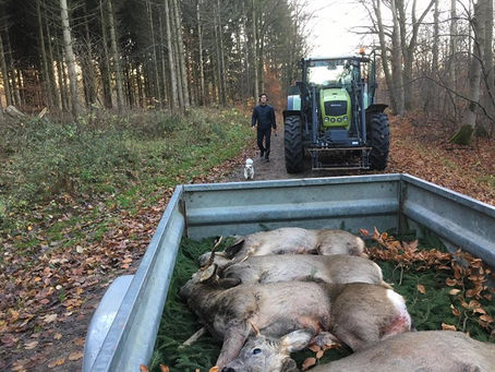 Den historiske sidste jagt i Hareskoven