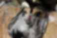Udstopning_flaaning_003